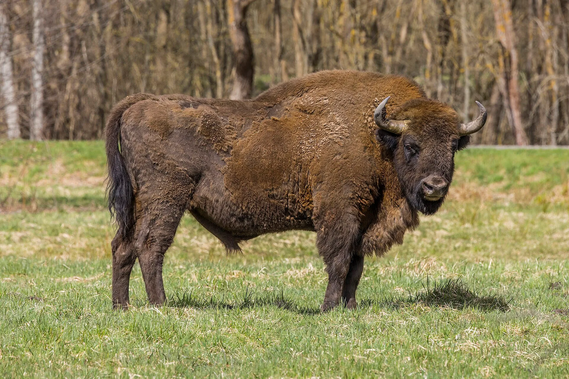 Rezerwat Pokazowy Żubrów