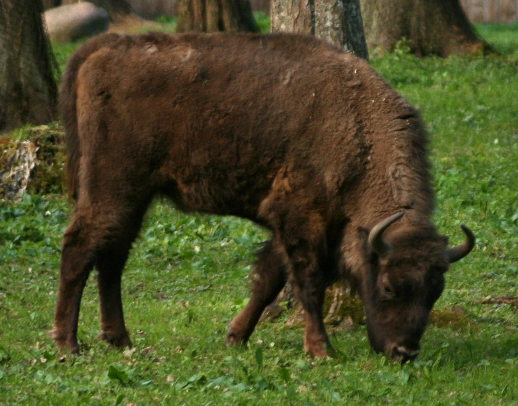 Nocne wędrowanie po Puszczy